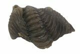 Enrolled Lemureops Kilbeyi Trilobite - Fillmore Formation, Utah #138580-2